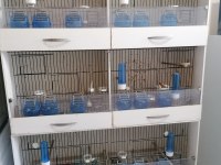 KANARYA FİNCH DİĞER TÜRLER ÜRETİM KAFESİ