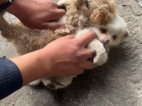 2 adet yavru süs köpeği Maltipoo ve melez