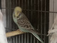 Show jumbo muhabbet kuşu çiftler ve yavrular