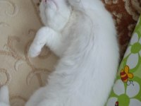 Sevecen scottish fold yavrumuz