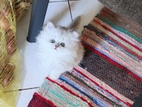 14 haziran doğumlu british longhair