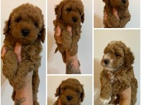 Kıvır Kıvır Orjinal Poodle Minişlerim