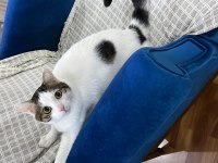 UYSAL VE SAKİN BEBEK KEDİMİZ ŞANS