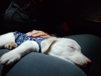 Rus finosu terrier