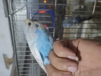 Yeni yeme düştü şov yavru muhabbet kuşlar kendi üretimim