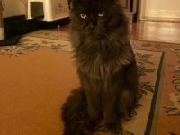 Acil erkek maine coon kedimizi sahiplendirmek istiyoruz