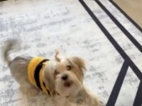 Küçük ırk morkie