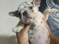 French bulldog lilac merle tan isabella carrier