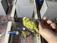 Show jumbo muhabbet kuşu yavrular ve takımlar