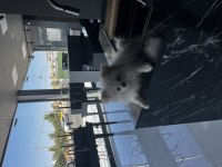 Pomeranian boo 3 aylık