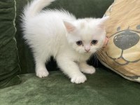 Pamuk Prenses British Shorthair