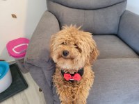 4 yaşında aktif erkek toy poodle