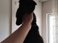Dişi bebek scottish fold