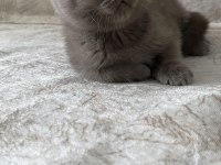 British Shorthair Yavrular