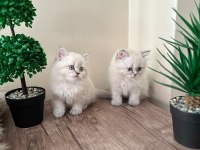British longhair iki adet kedimiz