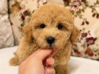 KIVIR KIVIR MALTİPOO BEBEĞİMİZ
