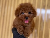 Toy Poodle Bebekler Referans Yavru