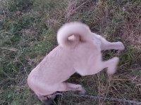 4 Aylık Dişi Kangal