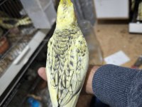 Sultan papağanı yavruları 2 aylık