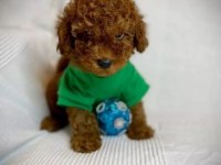Orijinal Toy Poodle Yavruları