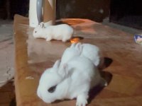 Beyaz ve sürmeli cüce tavşanlar (netherland dwarf)