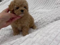 Kore maltipoo yavrular 