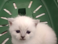 British Blue Point Dişi