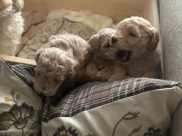 Toy poodle