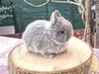 ORGİNAL ANGORA TAVŞANI