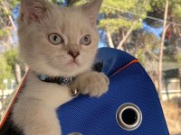 Bluepoint british shorthair yavru kediler