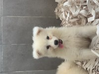 Burkem çiftliğimizden kar topu samoyed