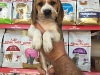TOPAÇ GİBİ BEAGLE YAVRULAR