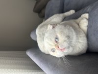 Beyaz Scottish fold