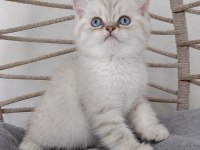 SAFKAN MAVİŞ GÖZLÜ EŞSİZ GÜZELLİKTE KEDİLERİM