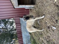 4+1 takım kangal