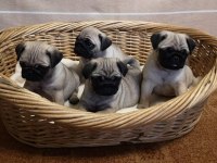 DÜNYA TATLISI PUG YAVRULARI
