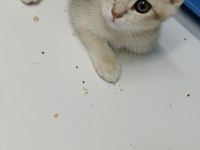 Yeni yuvalarına gitmeye hazır kediler