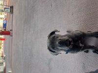 Koruma köpeği cane corso 10 aylık