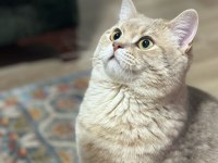 British shorthair prensimizi sahiplendirmek istiyoruz