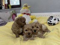 Maltipoo bebeklerimiz
