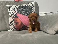 A kalite dişi poodle yavrularım