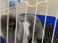 Erkek Hollanda Lop 5 Aylık Tavşan
