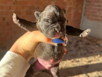 Rezerve french bulldog yavrular