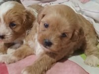 Maltipoo yavrular