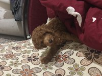 Sevimli toy poodle