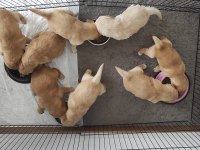 Orjinal Irk Baby Face Golden Retriever Yavruları
