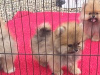 Bayram özel kampanya bayram şekerleri pomeranian boo