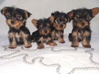 Mini Boy Teacup Yorkshire Terrier Yavrular