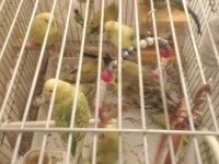 Yavru Jumbo muhabbet kuşumuz