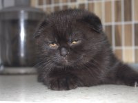 3 ADET ÇOK TATLI 2 AYLIK BEBEK KEDİLER